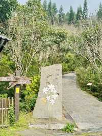 一條藏在山林間的詩行| 梅峰古道