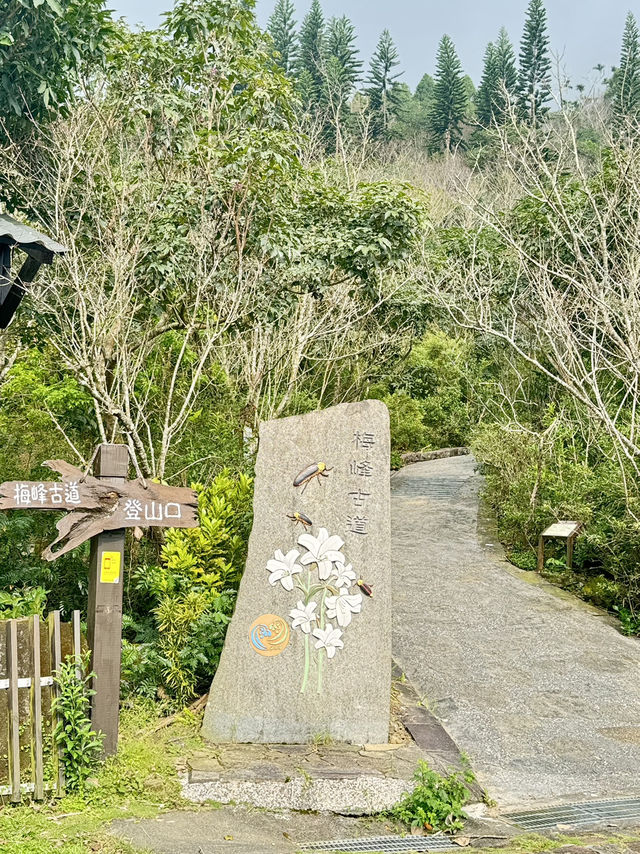 一條藏在山林間的詩行| 梅峰古道