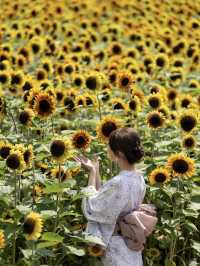 30万本のヒマワリが咲き誇る『山中湖 花の都公園』🌻🌻🌻