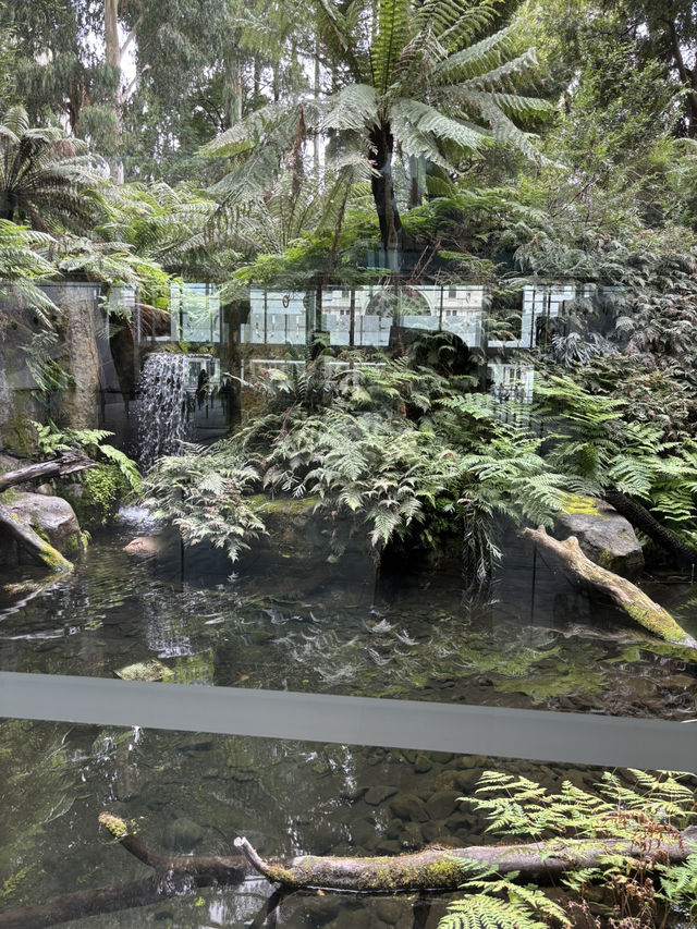 🇦🇺メルボルン博物館「First Peoples」 – オーストラリア先住民の物語に触れる場所 🇦🇺メルボルン博物館「First Peoples」 – オーストラリア先住民の物語に触れる場所