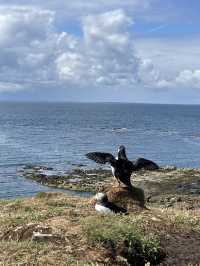Skye, cliffs & puffins ~ pure magic 🐧⛰️ 💙💕