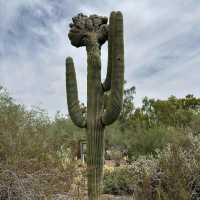 Desert Botanical Garden (AZ)
