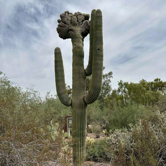 Desert Botanical Garden (AZ)