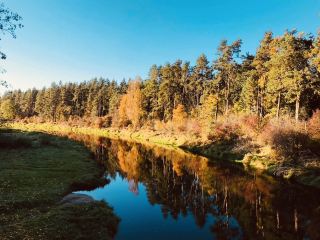 Into the Wild: My Solo Adventure in Anykščiai Forest