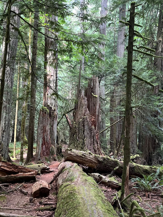 Cathedral Grove – Ancient Forest Sanctuary on Vancouver Island Cathedral Grove – Ancient Forest Sanctuary on Vancouver Island