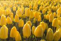 Lisse (Tulip Fields)