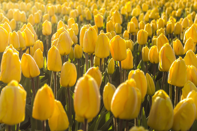 Lisse (Tulip Fields) Lisse (Tulip Fields)