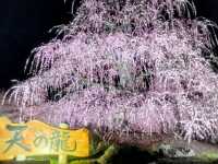 梅とグルメの一泊二日