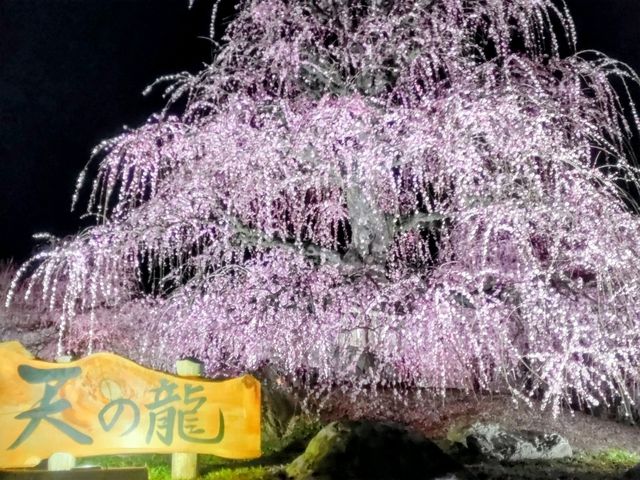 梅とグルメの一泊二日 梅とグルメの一泊二日