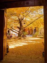 Autumn in Tengchong – The Golden Paradise of Ginkgo Trees 
