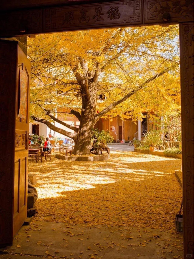 Autumn in Tengchong – The Golden Paradise of Ginkgo Trees 