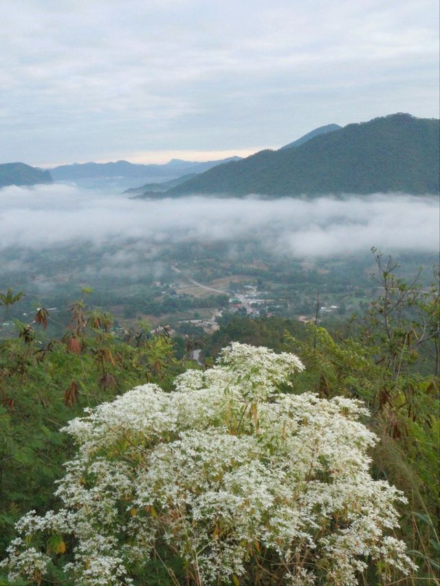 ⛰️ : ทะเลหมอกภูทอก เชียงคาน เลย