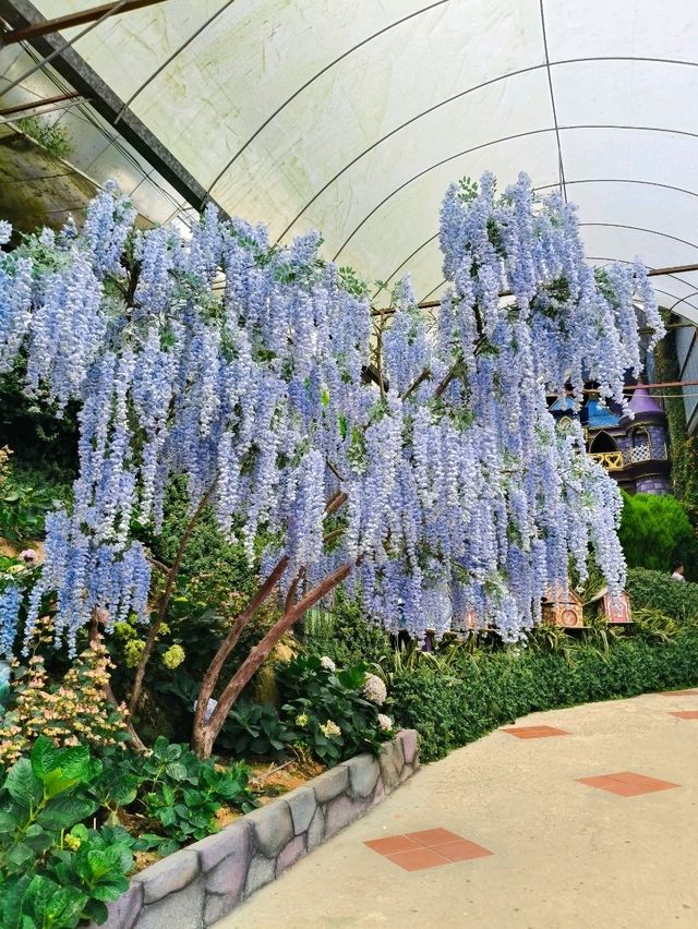 Explore insta wothy Lavender Dreams💜