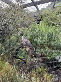 ไปดูนกกีวี่ ไอคอนของนิวซีแลนด์ตัวจริงที่ Kiwi Park