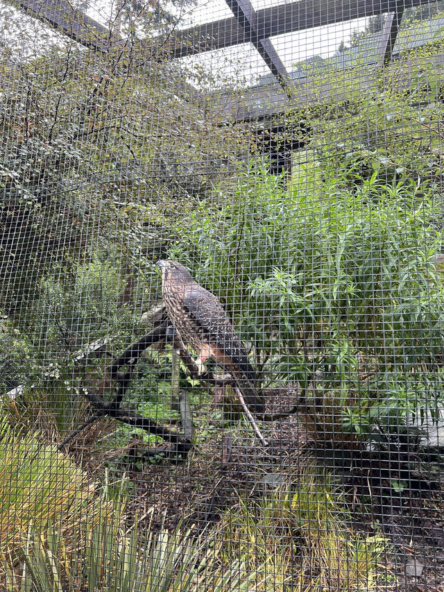 ไปดูนกกีวี่ ไอคอนของนิวซีแลนด์ตัวจริงที่ Kiwi Park