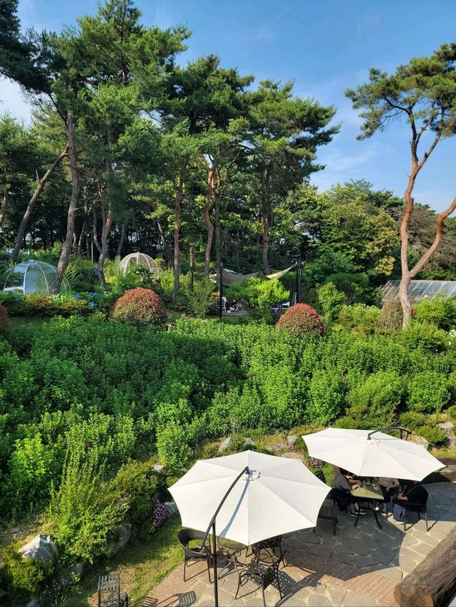 역대급 수국동산이 펼쳐지는 광주 정원카페 역대급 수국동산이 펼쳐지는 광주 정원카페