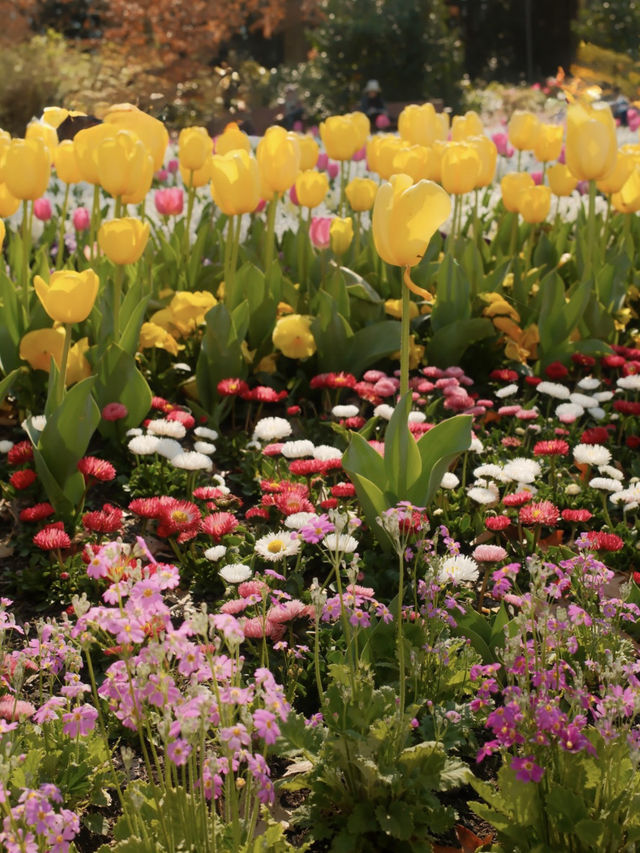 Canberra Floriade 花卉節 2025｜免費入場打卡夢幻花海
