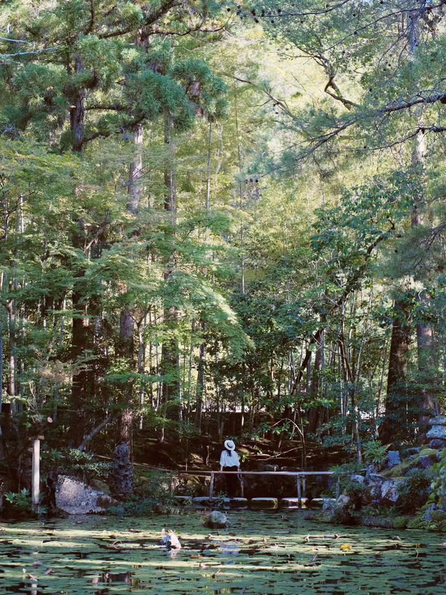 🏯 Kyoto's Secret: Eikando Temple - Where Autumn Bleeds Crimson & Beauty Becomes a Spiritual Quest!  🏯 Kyoto's Secret: Eikando Temple - Where Autumn Bleeds Crimson & Beauty Becomes a Spiritual Quest!