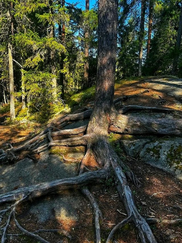 🌲 Seitseminen National Park – Where Finnish Wilderness Comes Alive