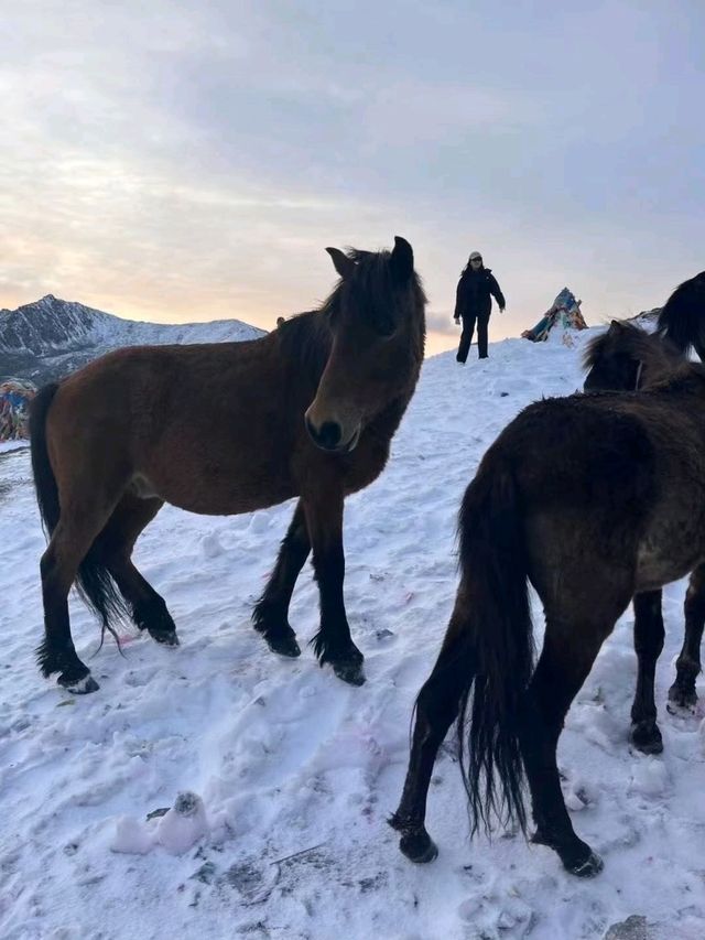Kangding Snow Dream❄️