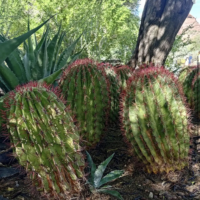 Desert Botanical Garden