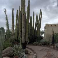 Desert Botanical Garden