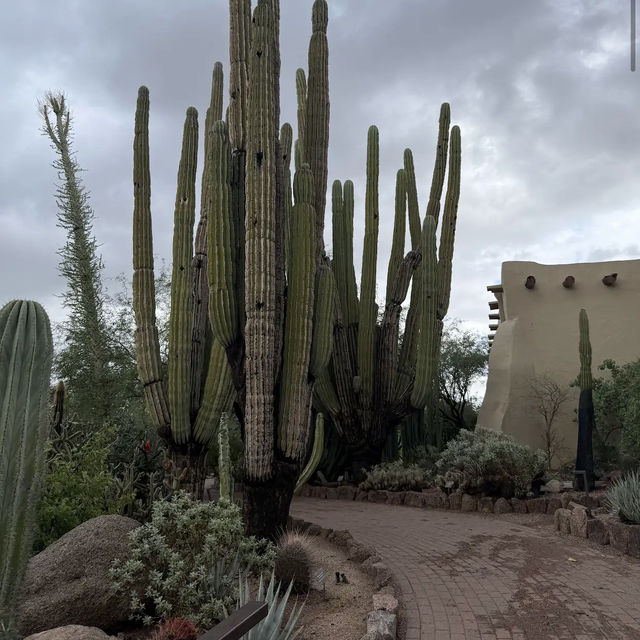 Desert Botanical Garden
