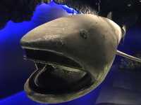 【静岡・沼津】深海の謎に迫る!「沼津港深海水族館」🐠🪸