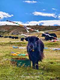 Epic Nature Escape: Daocheng, Yajiang & Litang Road Trip 🌄