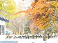 ❄️🍁비에이 폭설과 함께한 가을 비에이 투어