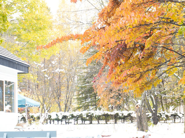 ❄️🍁비에이 폭설과 함께한 가을 비에이 투어