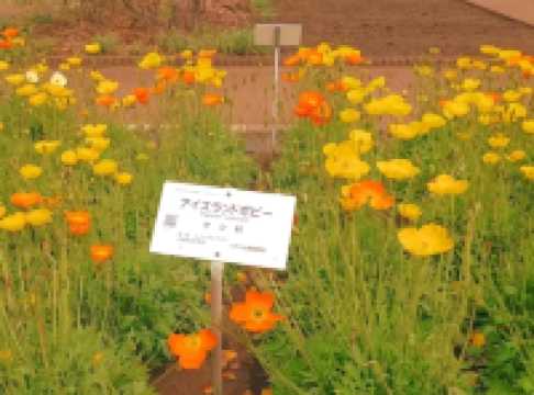 Discovering Nature’s Pharmacy at Tokyo Medicinal Plant Garden 🌿