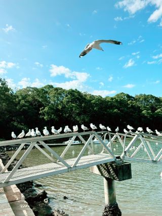 Looking to escape the hustle and bustle of Sydney and immerse yourself in the embrace of mountains, waterways, and wildlife? This Berowra Watershed exploration route will make you fall in love with the natural beauty of New South Wales. Starting from Hornsby Heights, the trail winds through lush forests and tranquil waterways to the serene Berowra Waters.

Here, blue skies and crystal-clear waters blend seamlessly, seagulls and pelicans leisurely forage, and you can even bring your furry friends along. This short trip is more than just a journey; it's a chance to rediscover your rhythm of life.

🌿 Breath of the Forest: Berowra Valley National Park Arrive at Berowra Valley National Park early in the morning, where the fresh air carries the scents of earth and leaves. Walking along the trails, you'll hear birdsong dappled through the dappled sunlight, and occasionally, you might even spot a wild kangaroo. This is perfect for families or friends to enjoy a peaceful getaway, away from the hustle and bustle, with only the sounds of nature to your ears. Remember to wear comfortable sneakers, a sun hat, and sunscreen to make this time close to nature even more relaxing and enjoyable. This is the perfect spot for a water vacation, a scene that feels like stepping into another world. The water is as calm as a mirror, and small boats are moored at the dock. You can rent sampans, canoes, or yachts, as well as fishing equipment. Whether you want to quietly enjoy the mountain scenery or experience water activities with your family, you can find your rhythm here.

🌊 The Flowing Poetry of the Hawkesbury River

The Hawkesbury River is the soul of this journey. The river is wide, and the water's color changes with the light. As the yacht slowly returns to shore, several pelicans are already waiting for their catch, quietly becoming part of the scenery. Far from the city, you can feel the rhythm of life and the gentleness of nature.

🐟 Riverside Delight: Berowra Waters Fish Café
Midway through the trip, Berowra Waters Fish Café is a must-try. Located on the waterfront, it's a tranquil haven surrounded by mountains and water. Order a fresh seafood platter, enjoy the slightly salty sea breeze and watch the seagulls occasionally soaring overhead—pure bliss! It's also a dog-friendly restaurant, where your furry friend can rest at your feet while watching boats slowly pass by.

🧒 Family Fun Spot: Berowra Waters Playground After a satisfying meal, take the kids to the nearby Berowra Waters Playground to burn off some energy! It features safe playground equipment and a small beach where they can boat, play in the water, and build sandcastles. The laughter of children mingling with the splashing water is the most natural sound for your camera.

🌅 Tranquil Sunset: Berowra Waters Public Wharf At dusk, when the light is softest, head to Berowra Waters Public Wharf. Sunlight dances on the water, seagulls soar overhead, and the tranquility of the landscape makes it hard to leave. The wharf promenade is perfect for a stroll, taking photos, or bringing a simple picnic to end this perfect trip in the afterglow of the sunset.

🚗 Useful Tips

Transportation: Take the train to Berowra Station, then transfer to a bus to various attractions. Drivers should check parking availability in advance, especially around Berowra Waters where parking is limited.

Family & Pet-Friendly: The route features many open natural attractions, suitable for dogs and children.

Preparation Suggestions: Pack swimwear, a change of clothes, and sunscreen. On sunny days, bring your camera; waterfowl and their reflections offer excellent photo opportunities.

Food Recommendation: We recommend enjoying fresh seafood at the Berowra Waters Fish Café for lunch, sitting outdoors to experience the authentic waterfront atmosphere.

Amidst the mountains and waters of Berowra, every step feels like stepping into nature's embrace. There are no busy traffic lights, only the sounds of the wind, water, and laughter.

Next time you want to escape the hustle and bustle of Sydney, consider following this waterway route to experience the purest Australian nature.

#SydneyNatureExploration #BerowraWaterActivities #FamilyWeekendGetaway #DogFriendlyTrip #WharfEcosystemObservation #HiddenGemsOfNewSouthWales
