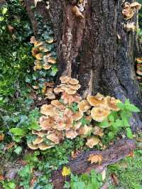 🏰🌿 Heritage & Gardens at Fulham Palace 🕰️✨