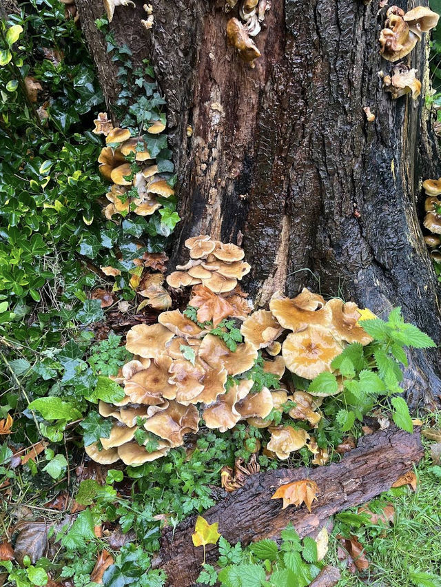 🏰🌿 Heritage & Gardens at Fulham Palace 🕰️✨