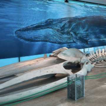 Natural Science Museum of Valencia – Exploring the Wonders of Life and Earth