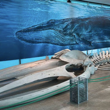 Natural Science Museum of Valencia – Exploring the Wonders of Life and Earth