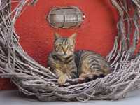 聖托里尼:世界最美日落&夢中的藍白愛情海