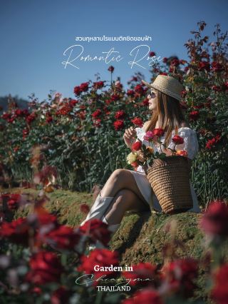 #The most stunning rose garden in the middle of a valley in Chiang Mai 🌹🌹