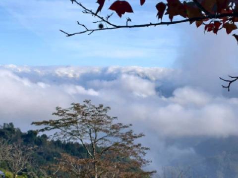 山上人家追銀杏及雲海趣