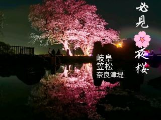 【岐阜】絶対必見🌸夜桜観光スポット