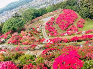 盡情享受滿開的躑躅花【躑躅祭＠笠間躑躅公園】