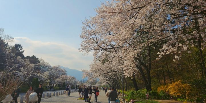 洋楽 Seo-Loc/Da Park Living in a four season country is awesome, enjoying cherry