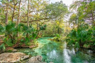 在凱利公園巖泉 (Kelly Park Rock Springs) 放鬆身心：奧蘭多天然漂泊河 💦🌴