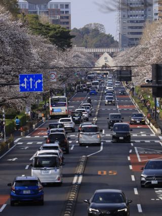 Enjoying the Spring Cherry Blossom Trees Around Kunitachi Station.