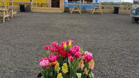 TULLEYS TULIP FARM — A COLOURFUL FLOWER PARADISE THAT IS DEFINITELY NOT OVERRATED!  — traveler post in Crawley