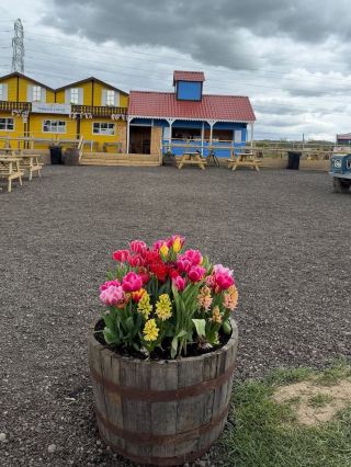 TULLEYS TULIP FARM — A COLOURFUL FLOWER PARADISE THAT IS DEFINITELY NOT OVERRATED! 