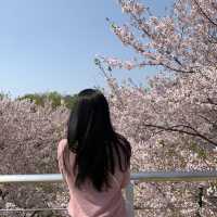 서울숲 벚꽃구경🌸🌸🌸