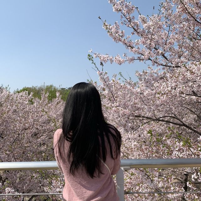서울숲 벚꽃구경🌸🌸🌸