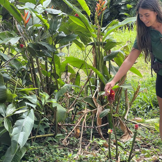 Maui’s rainforest is a botanical wonderland 